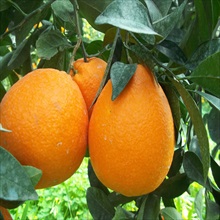 Βιολογικά Πορτοκάλια